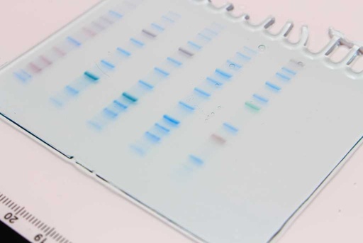 [SK6S413] Precast Protein Gels 10 x 8cm, 4-20%, 12 Well
