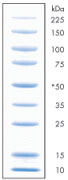 [SK6S415] ProtoMetrics, Recombinant Protein Markers (10-225kDa)
