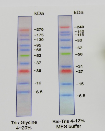 [SK6S417] BlueEasy Pre-Stained Protein Ladder, (6.5 – 270kDa)