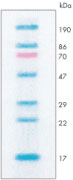 [SK6S418] ProtoMarkers Pre-Stained Protein Markers, 20-190kDa
