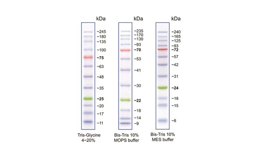 [Eletro3ks373] BLUeye Pre-Stained Protein Ladder, (10-245kDa), Approx 250 loads